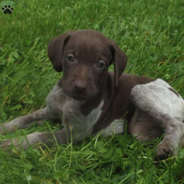 Ellie, German Shorthaired Pointer Puppy